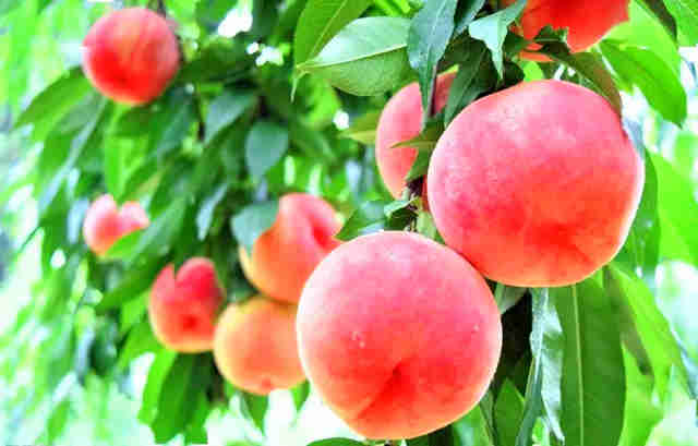 春天最康健的礼物，葫芦岛葫芦古镇春雪红桃成熟啦！！